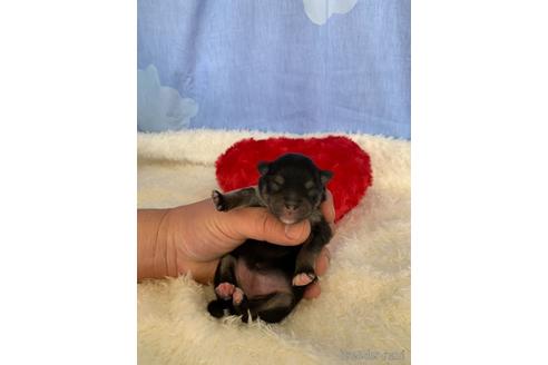 成約済の埼玉県のポメラニアン-168836の6枚目